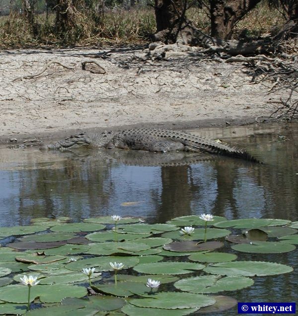 Salt-water Crocodile, Yellow Waters Billabong, Parc national de Kakadu, Australie.