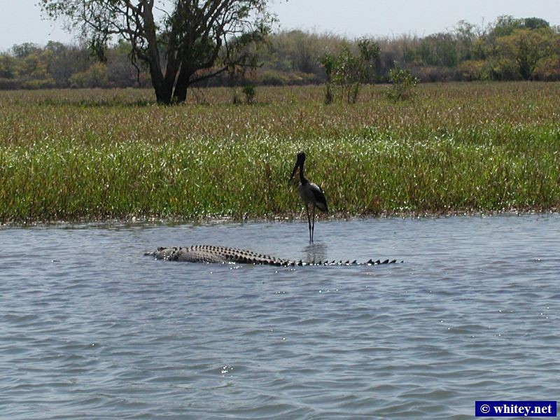 Salt-water Crocodile and Bird, Parc national de Kakadu, Australie.