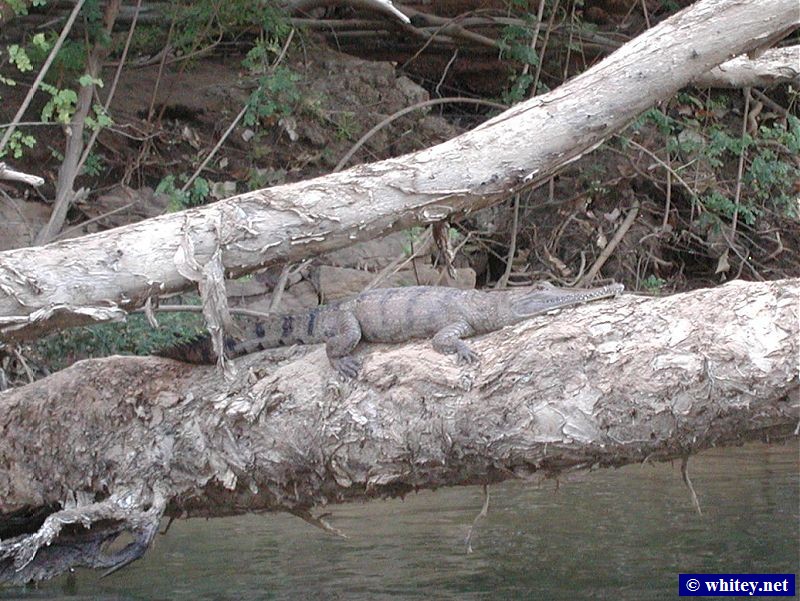 Fresh-water Crocodile sunbaking on a tree, Katherine Gorge, Australie.