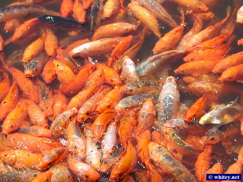 Fish at 예원, 상해, 중국.