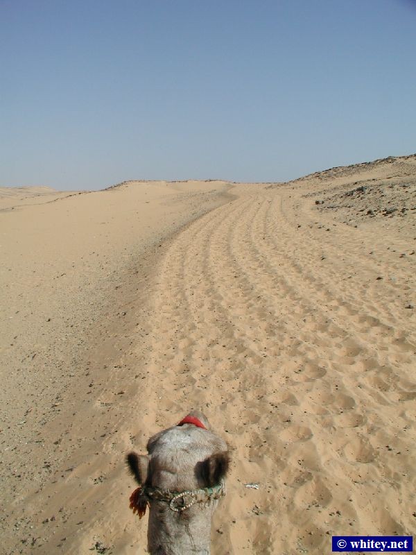 I took this photo while riding a camel through the Desierto del Sahara, Egipto. Fortunately I was at the front of the pack, since camels break wind almost continuously!