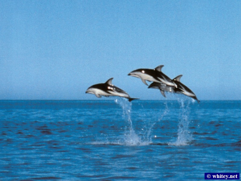 Kaikoura, Südinsel, Neuseeland – Dolphins.